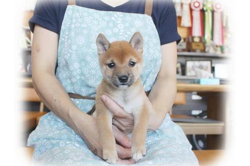 成約済の大阪府の柴犬-55611の2枚目
