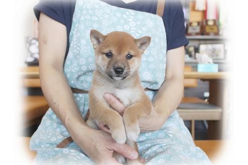 成約済の大阪府の柴犬-55613の5枚目