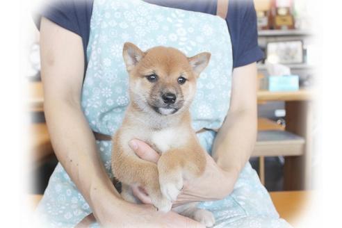 成約済の大阪府の柴犬-55613の4枚目