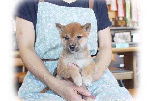 成約済の大阪府の柴犬-55613の3枚目