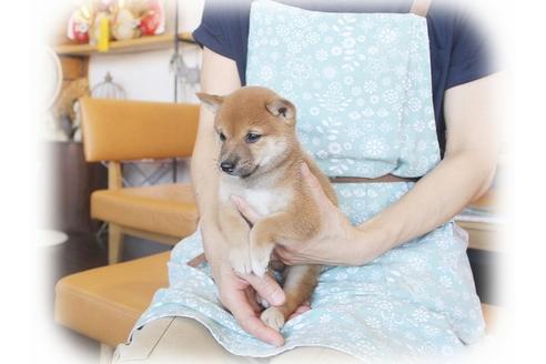 成約済の大阪府の柴犬-55613の2枚目