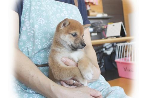 成約済の大阪府の柴犬-55613の1枚目