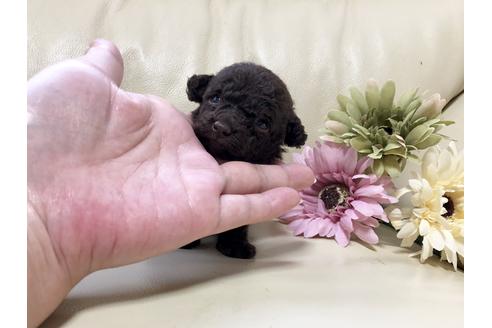 成約済の大阪府のティーカッププードル-55619の3枚目