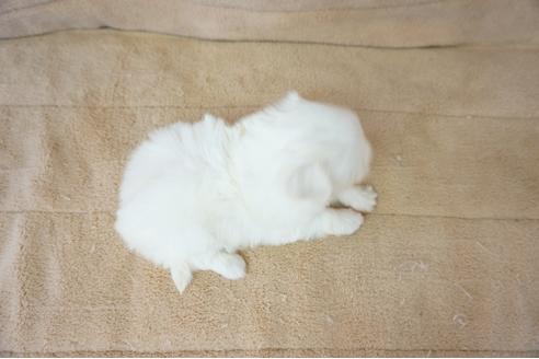 成約済の奈良県のマルチーズ-55639の1枚目