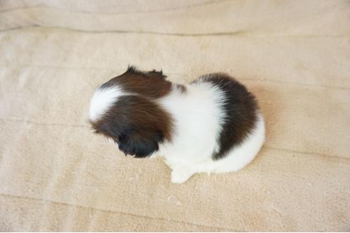 成約済の奈良県のシーズー-55644の1枚目
