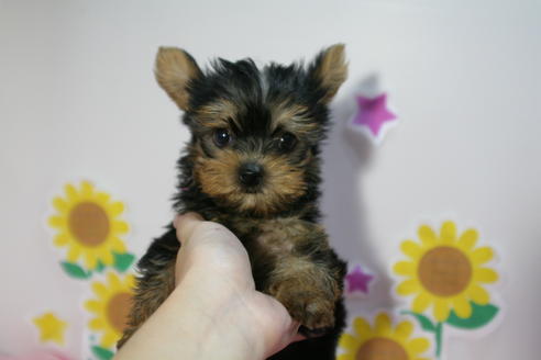 成約済の京都府のヨークシャーテリア-55667の5枚目