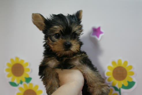 成約済の京都府のヨークシャーテリア-55667の4枚目