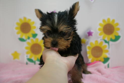 成約済の京都府のヨークシャーテリア-55667の3枚目