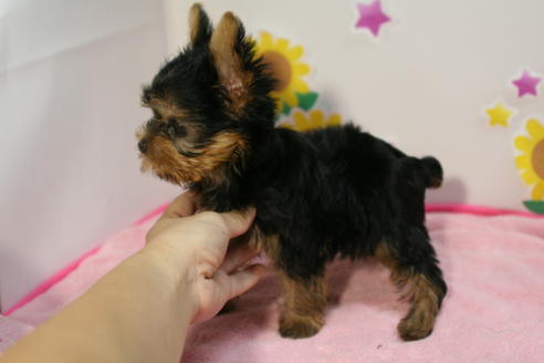 成約済の京都府のヨークシャーテリア-55667の2枚目