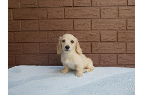 成約済の埼玉県のミニチュアダックスフンド(ロングヘアード)-55671の3枚目