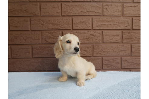 成約済の埼玉県のミニチュアダックスフンド(ロングヘアード)-55671の2枚目