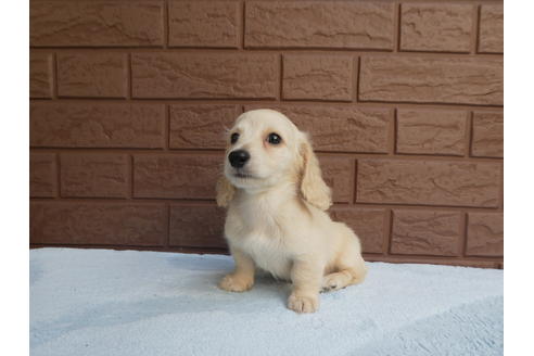 成約済の埼玉県のミニチュアダックスフンド(ロングヘアード)-55671の1枚目