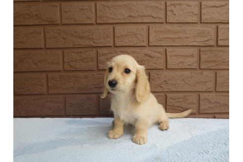 成約済の埼玉県のミニチュアダックスフンド(ロングヘアード)-55672の3枚目