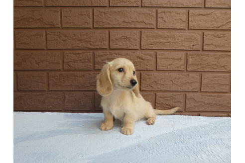 成約済の埼玉県のミニチュアダックスフンド(ロングヘアード)-55672の2枚目