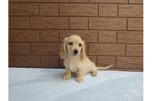 成約済の埼玉県のミニチュアダックスフンド(ロングヘアード)-55672の1枚目