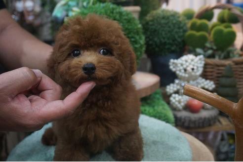 成約済の京都府のタイニープードル-53682の2枚目