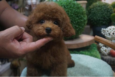 成約済の京都府のタイニープードル-53684の3枚目