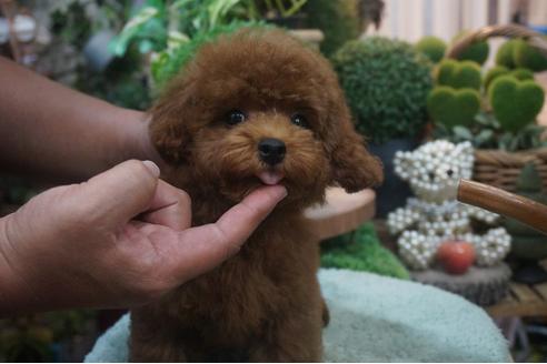 成約済の京都府のタイニープードル-53684の2枚目