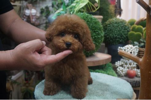 成約済の京都府のタイニープードル-53684の1枚目