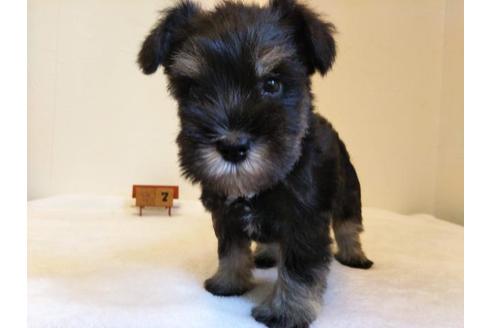 成約済の千葉県のミニチュアシュナウザー-55673の4枚目