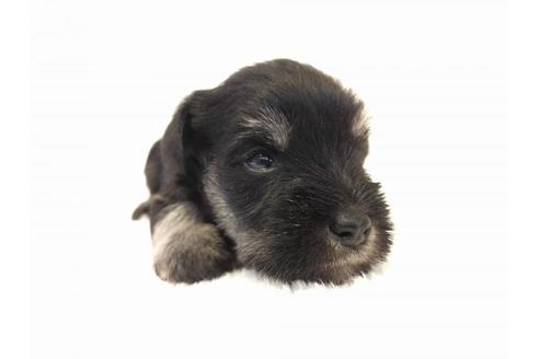 成約済の千葉県のミニチュアシュナウザー-55673の3枚目