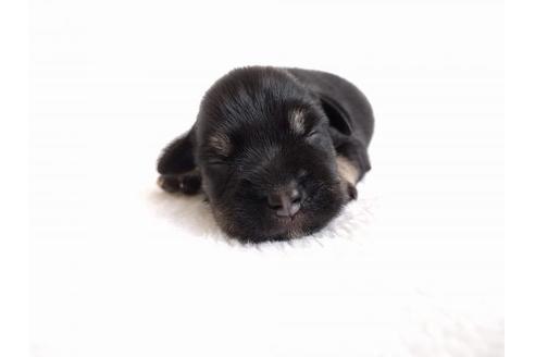 成約済の千葉県のミニチュアシュナウザー-55673の2枚目