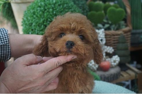 成約済の京都府のタイニープードル-53683の3枚目