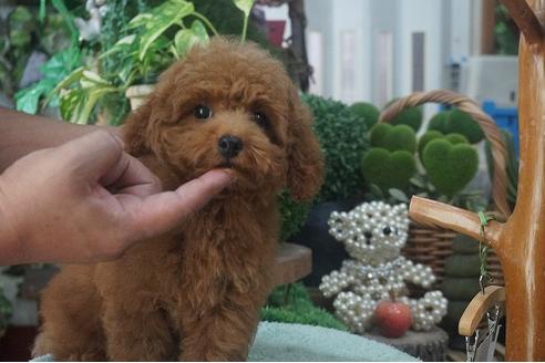 成約済の京都府のタイニープードル-53683の2枚目