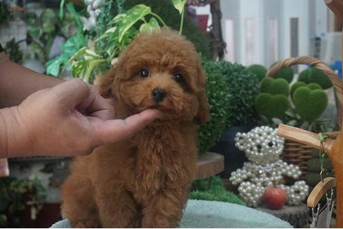 成約済の京都府のタイニープードル-53683の1枚目