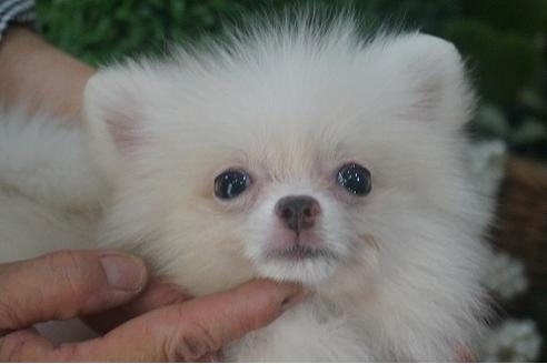 成約済の京都府のポメラニアン-54056の3枚目