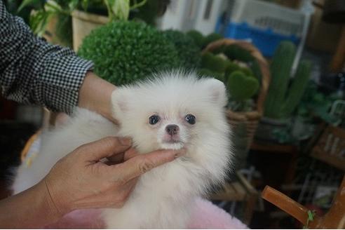 成約済の京都府のポメラニアン-54056の2枚目