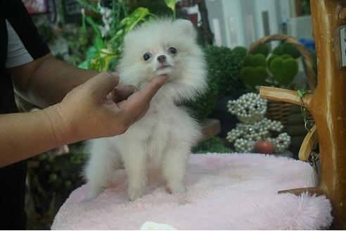 成約済の京都府のポメラニアン-54056の1枚目