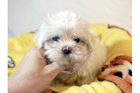 成約済の埼玉県のマルチーズ-54783の1枚目