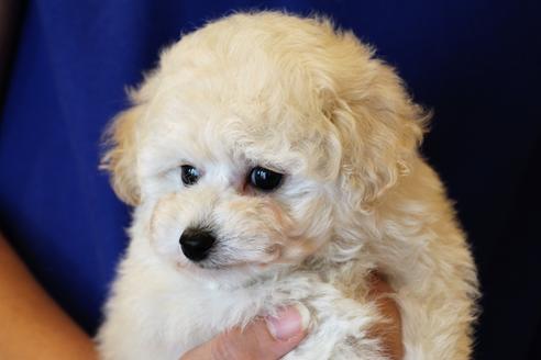 成約済の愛知県のトイプードル-54293の18枚目