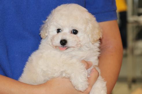 成約済の愛知県のトイプードル-54293の17枚目