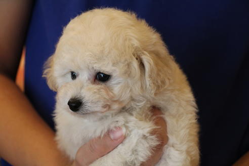 成約済の愛知県のトイプードル-54293の16枚目