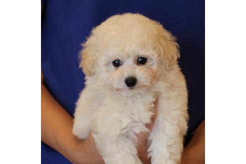 成約済の愛知県のトイプードル-54293の15枚目