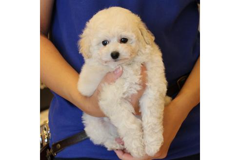 成約済の愛知県のトイプードル-54293の13枚目