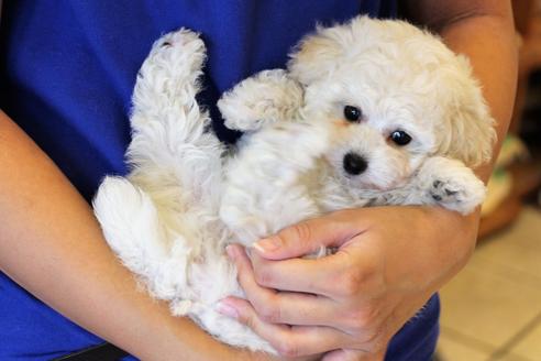 成約済の愛知県のトイプードル-54293の12枚目