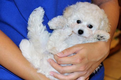 成約済の愛知県のトイプードル-54293の11枚目