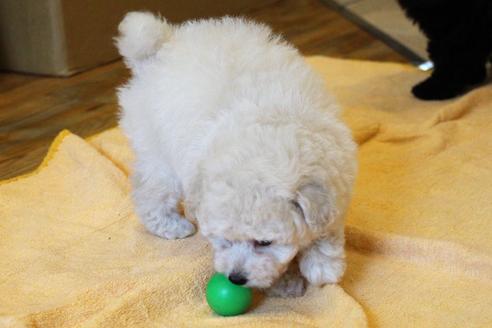 成約済の愛知県のトイプードル-54293の10枚目