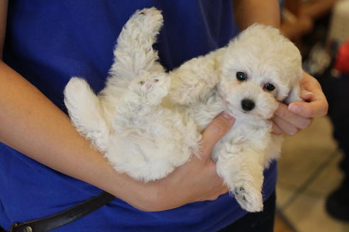 成約済の愛知県のトイプードル-54293の8枚目
