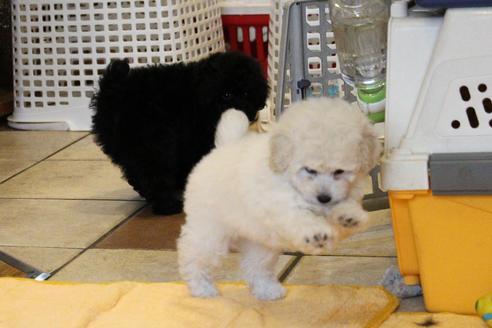 成約済の愛知県のトイプードル-54293の7枚目