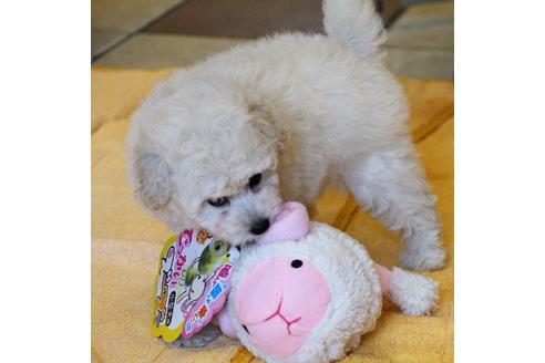 成約済の愛知県のトイプードル-54293の6枚目