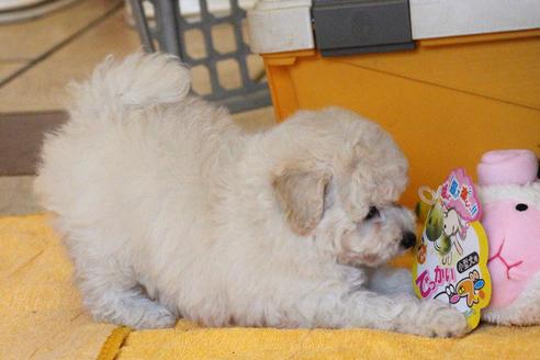 成約済の愛知県のトイプードル-54293の5枚目