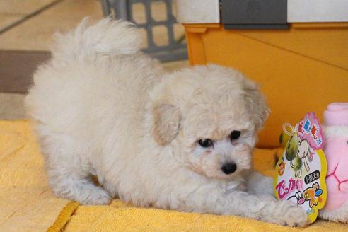 成約済の愛知県のトイプードル-54293の4枚目