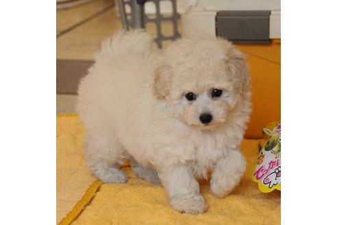 成約済の愛知県のトイプードル-54293の3枚目