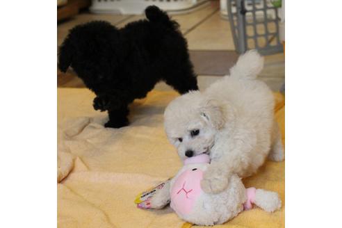 成約済の愛知県のトイプードル-54293の2枚目
