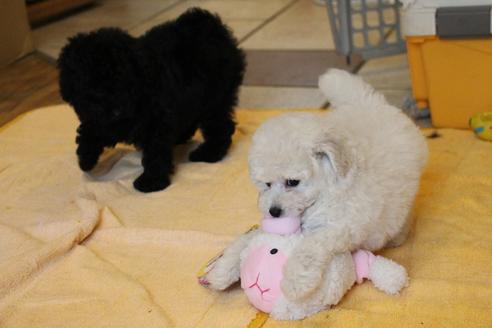 成約済の愛知県のトイプードル-54293の1枚目