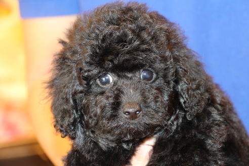 成約済の愛知県のトイプードル-54290の18枚目